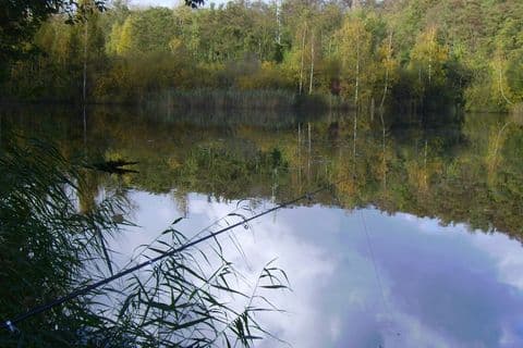 Uferbereich des Salzweihers im Sommer
